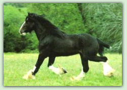 percheron